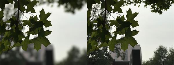 iPhone 7 Plus拍照虛化到底怎樣？實拍大吃一驚